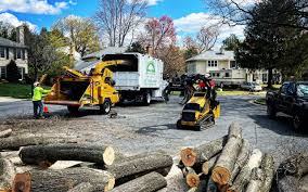 Best Tree Removal  in Whitesboro, AL