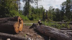 How Our Tree Care Process Works  in  Whitesboro, AL