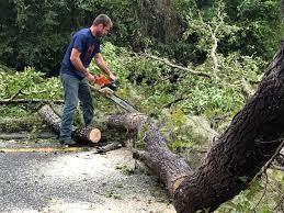 Best Root Management and Removal  in Whitesboro, AL