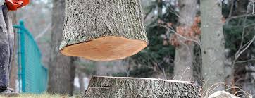 Best Hazardous Tree Removal  in Whitesboro, AL