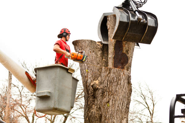 Best Firewood Processing and Delivery  in Whitesboro, AL