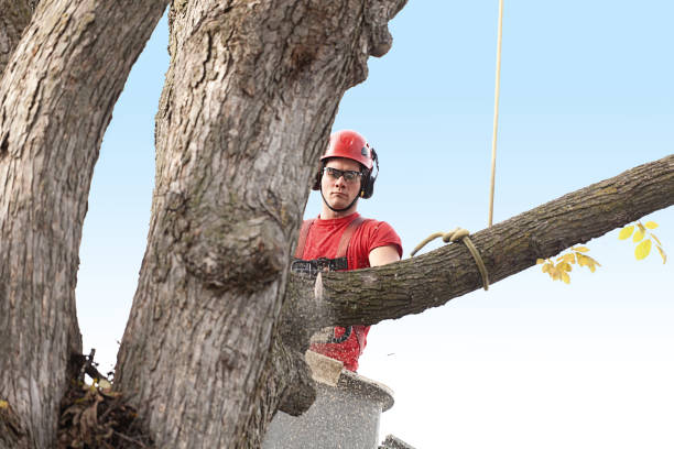 Best Lawn Mowing  in Whitesboro, AL